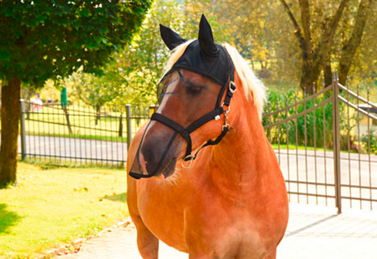 Fliegenhalfter/Maske Warmblutt